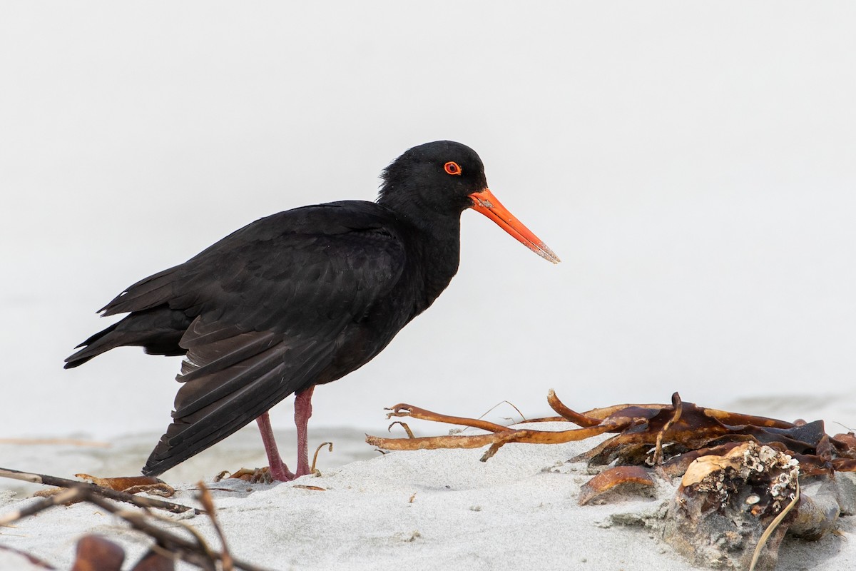 Variable Oystercatcher - ML207073061