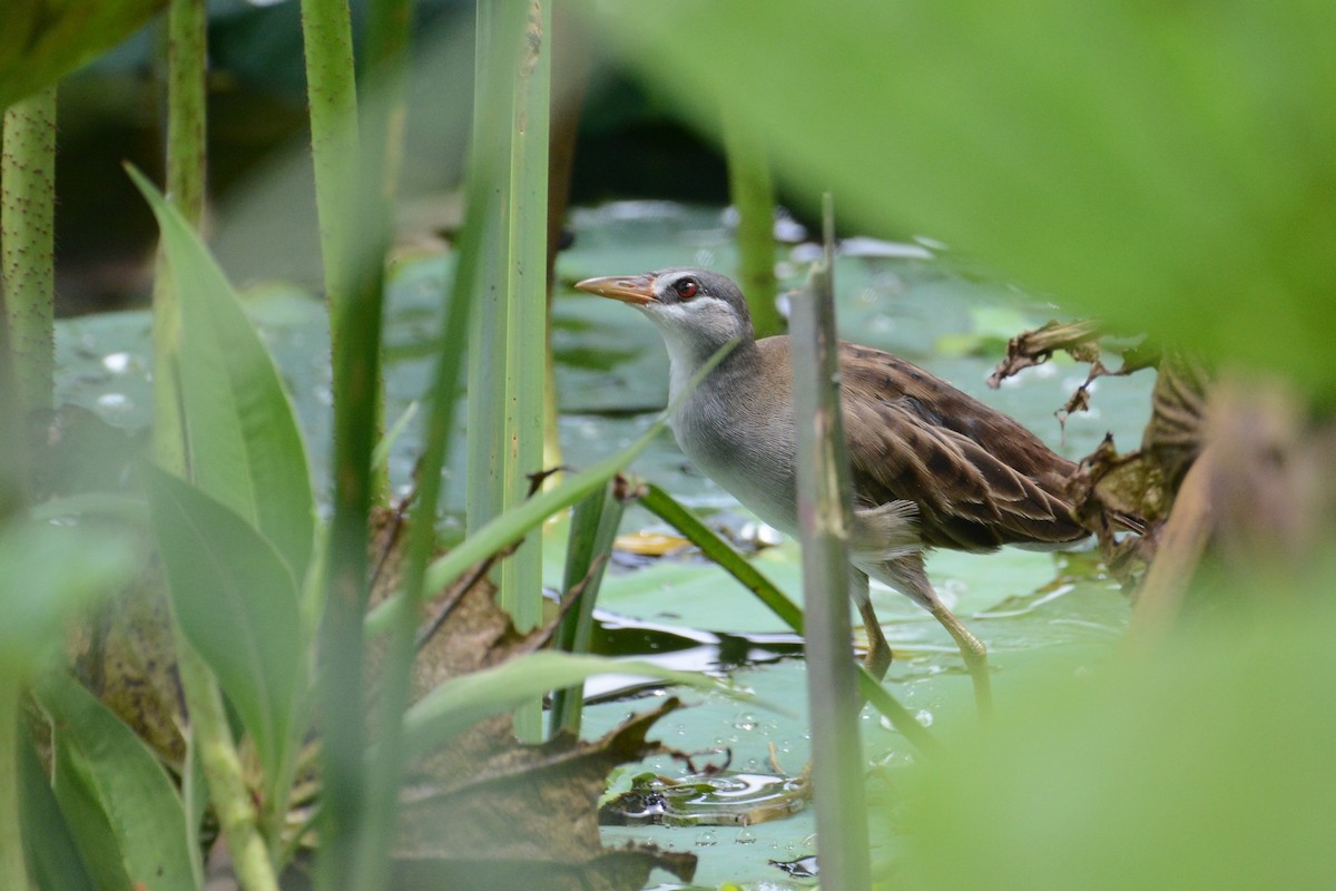 White-browed Crake - ML207073941