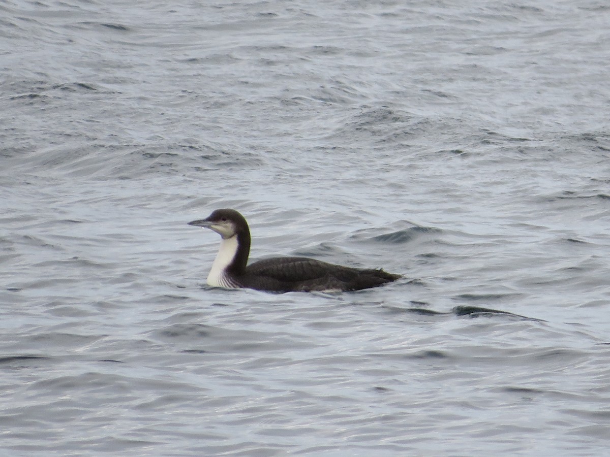 Pacific Loon - ML207073971