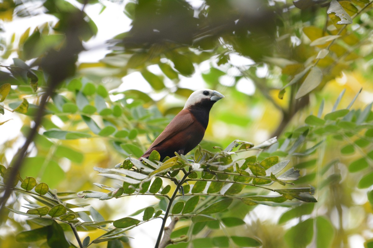 White-capped Munia - Ari Noviyono