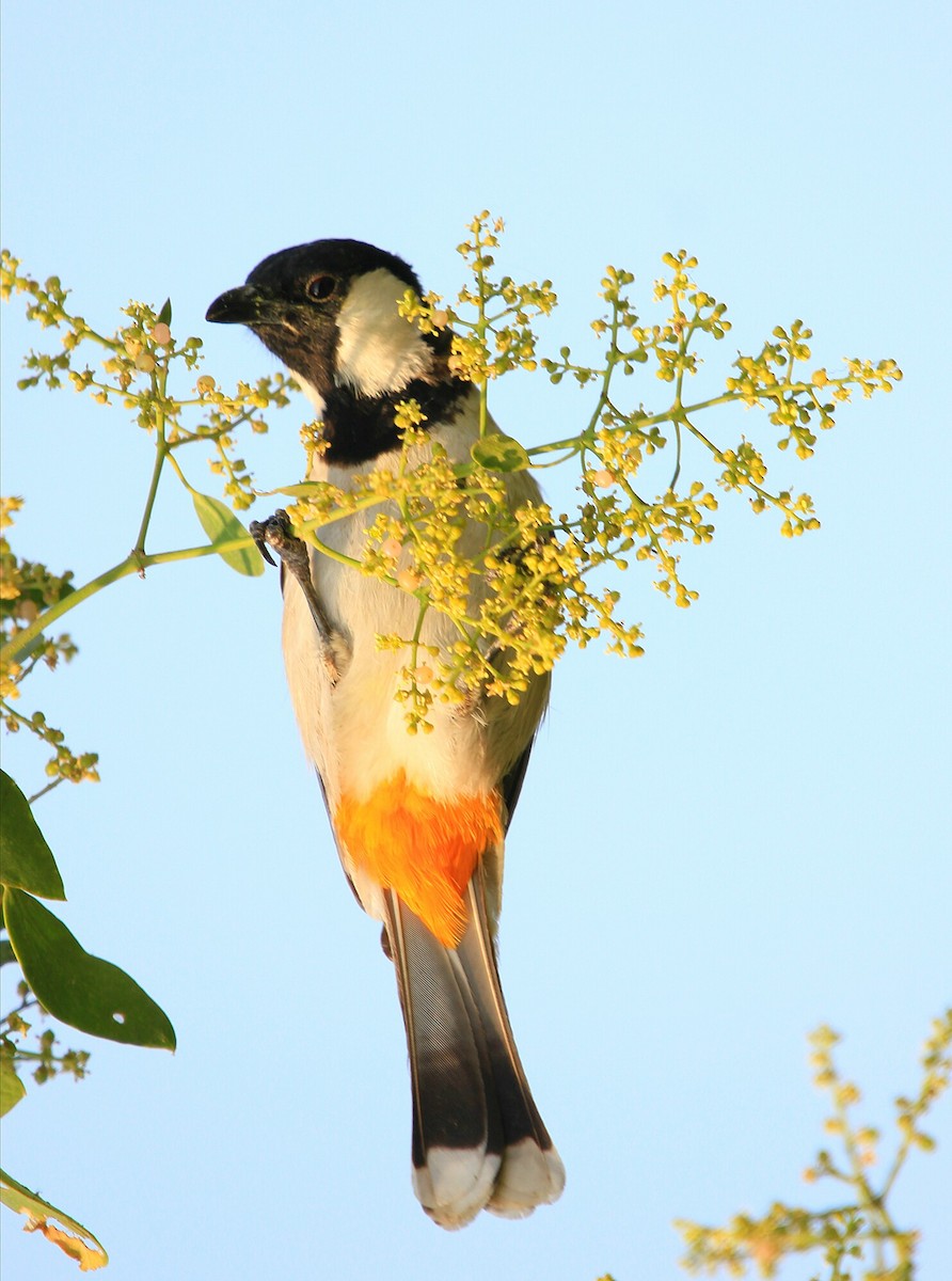 bulbul bělouchý - ML207074861