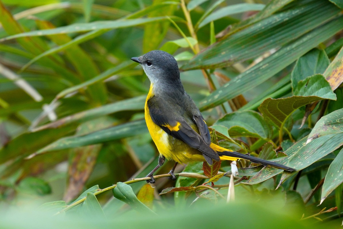 Gray-chinned Minivet - ML207076681