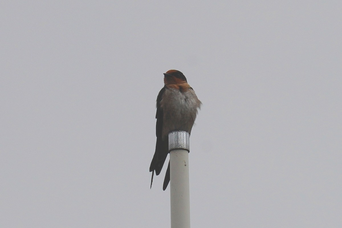 Pacific Swallow - ML207076851