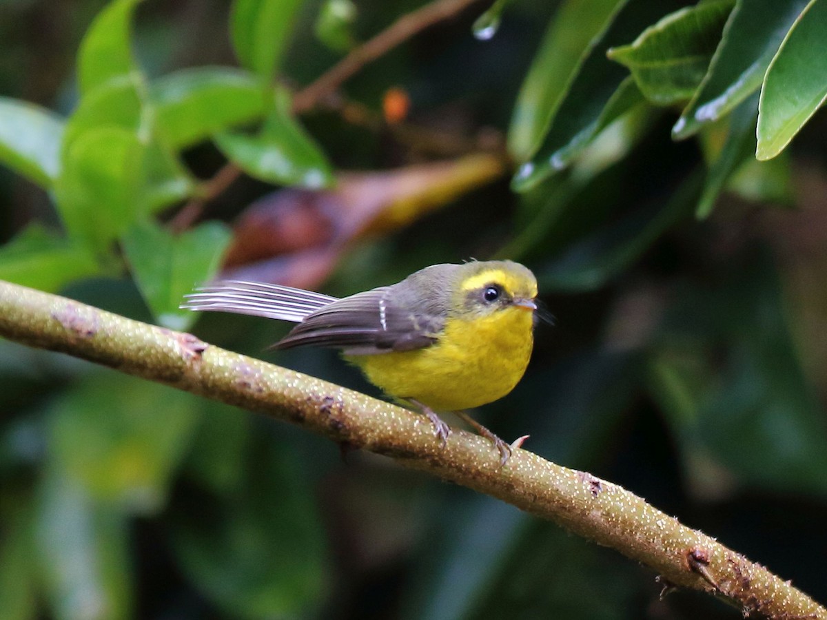 Yellow-bellied Fairy-Fantail - ML207077831