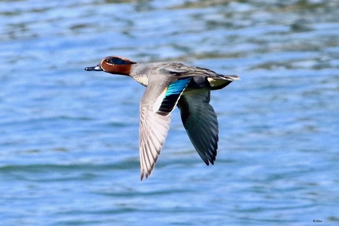 Green-winged Teal - Ains Priestman