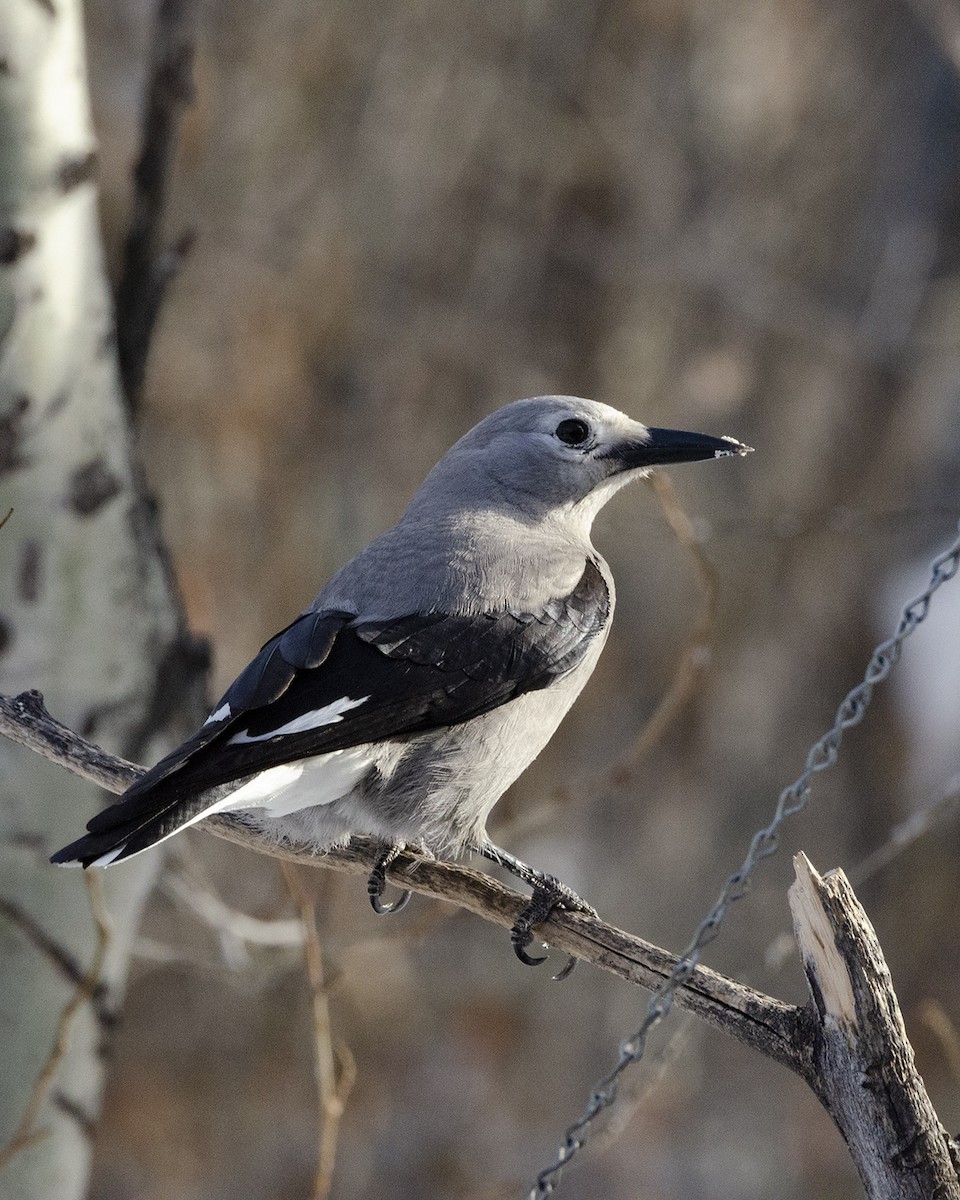 Clark's Nutcracker - ML207080191