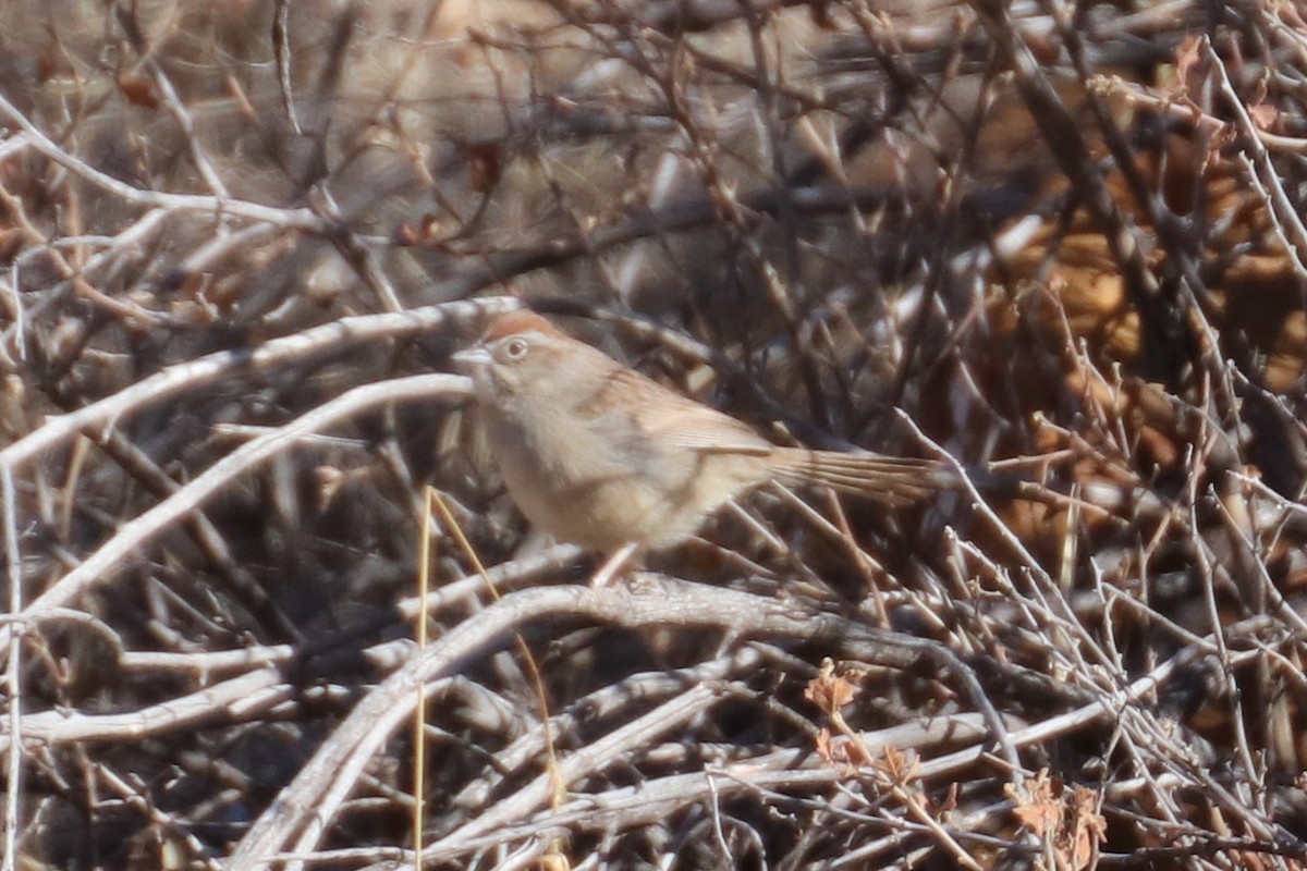Rufous-crowned Sparrow - ML207081671