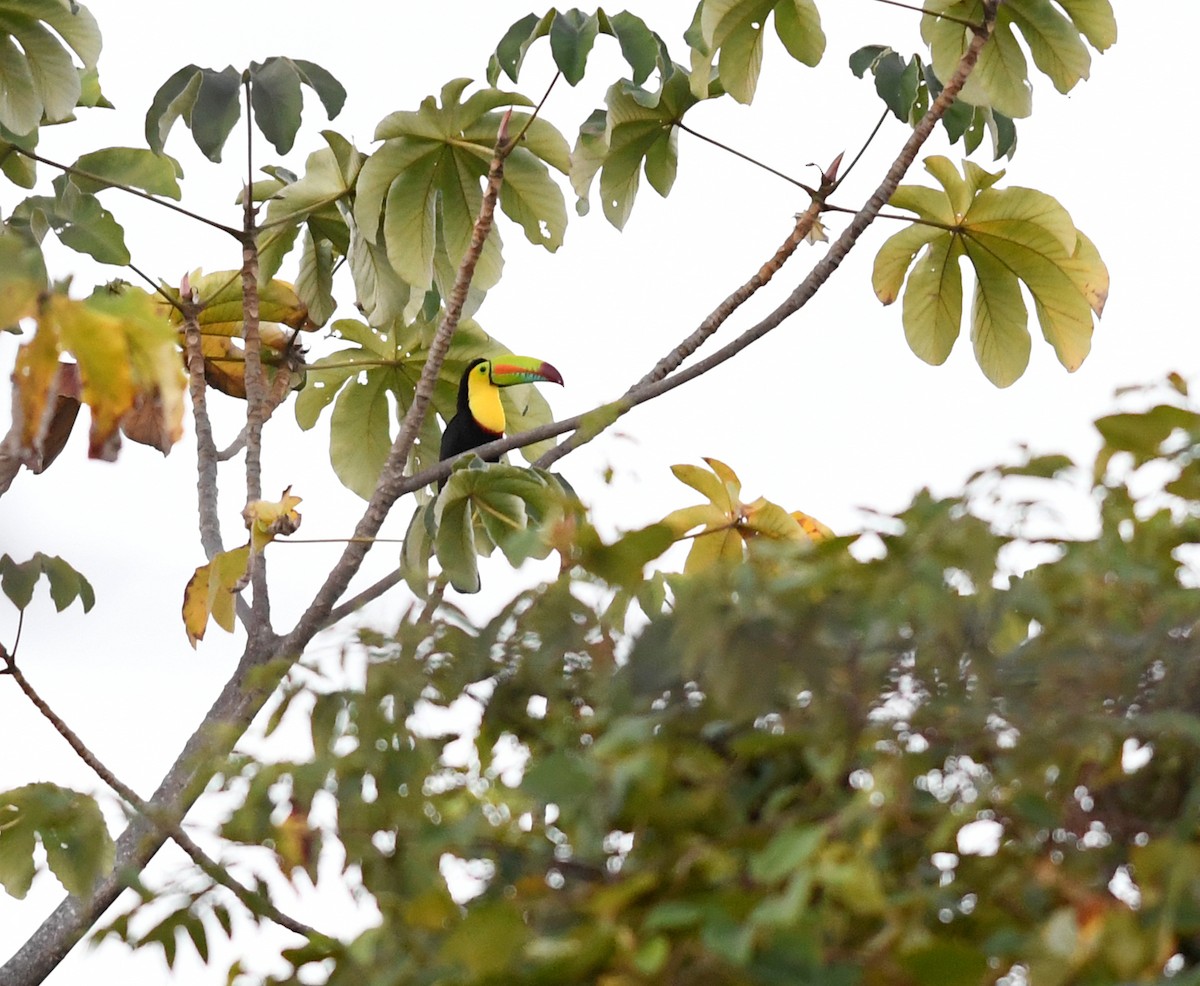 Keel-billed Toucan - ML207083631