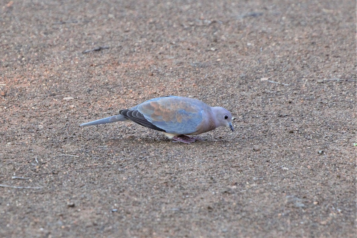 Laughing Dove - John Pratt