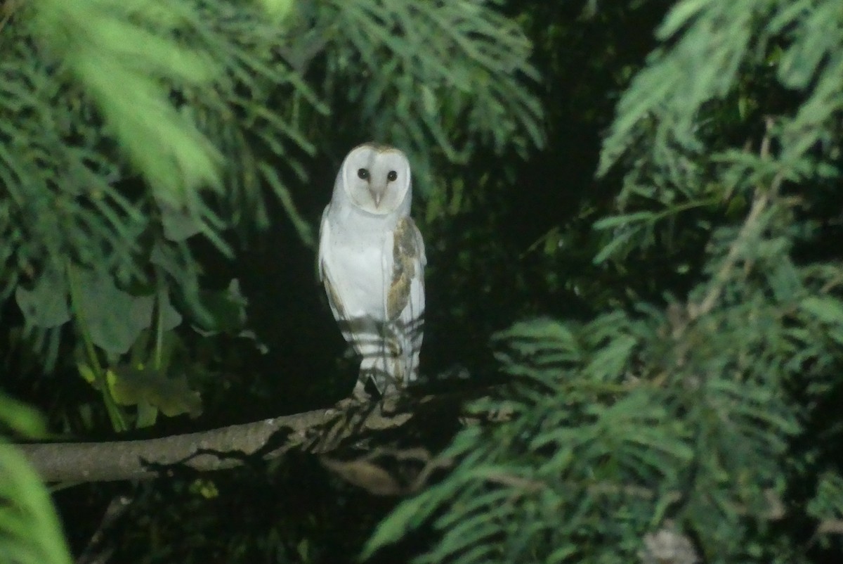 Barn Owl - Serge Lessard