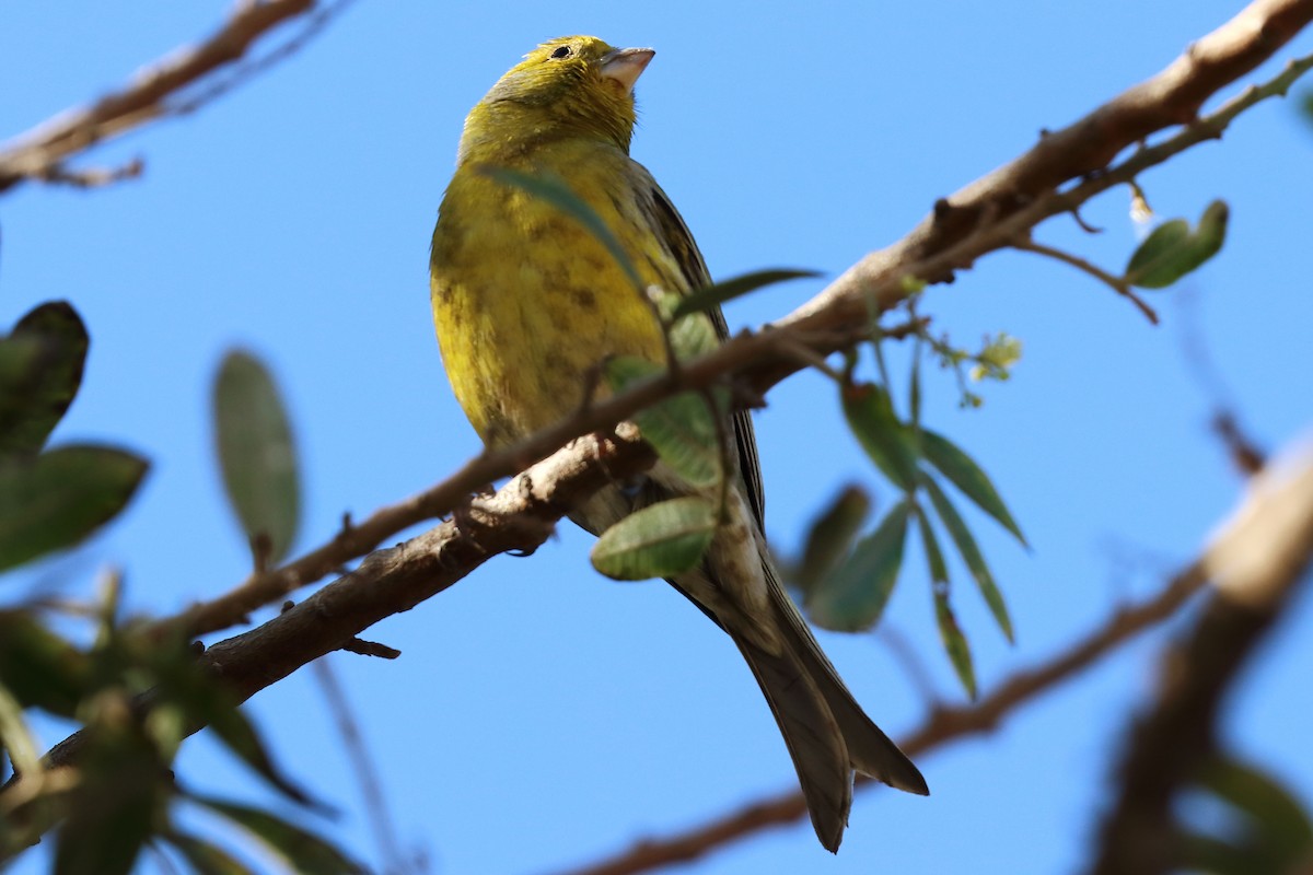 Island Canary - ML207086071