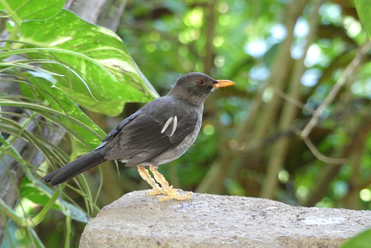 White-chinned Thrush - ML207086561