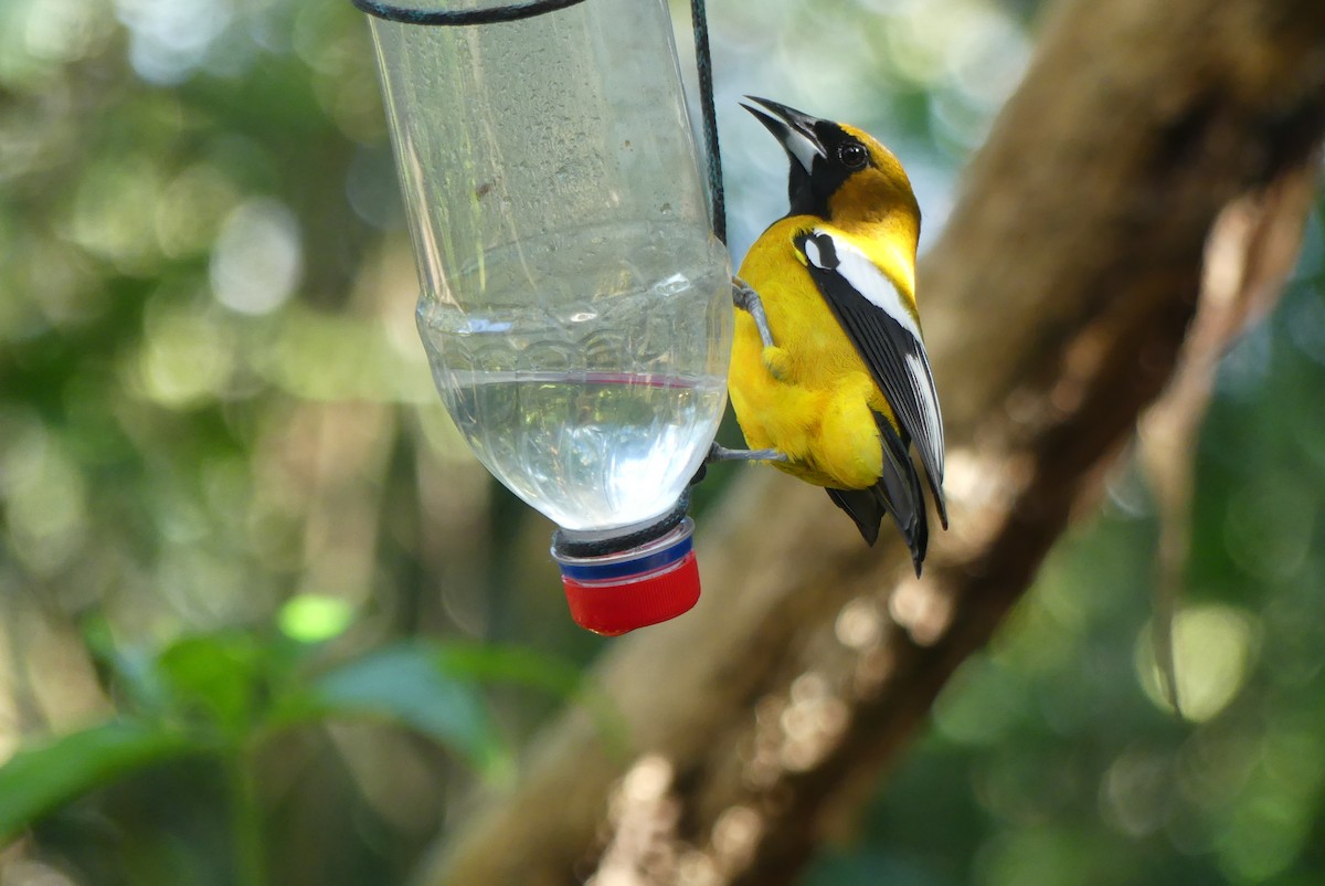 Jamaican Oriole - Serge Lessard