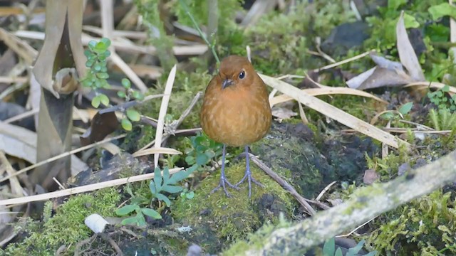 Equatorial Antpitta - ML207086621