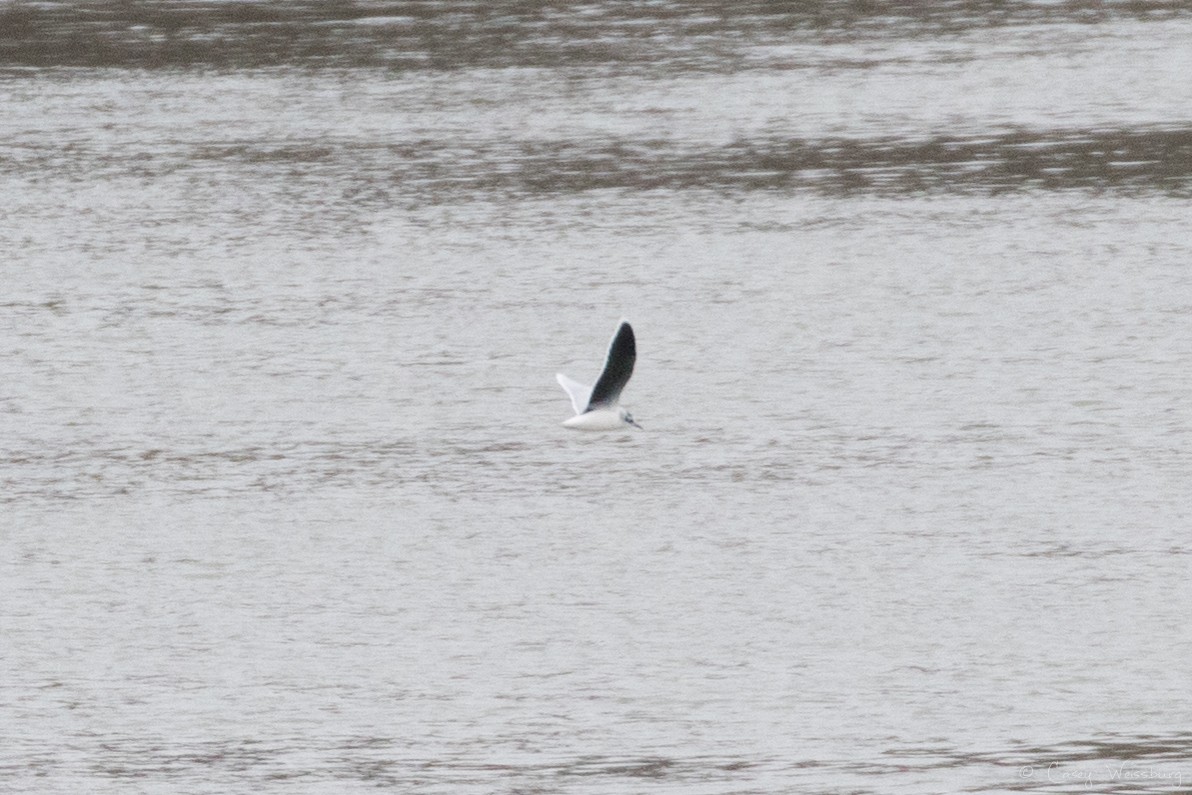 Little Gull - ML207086771