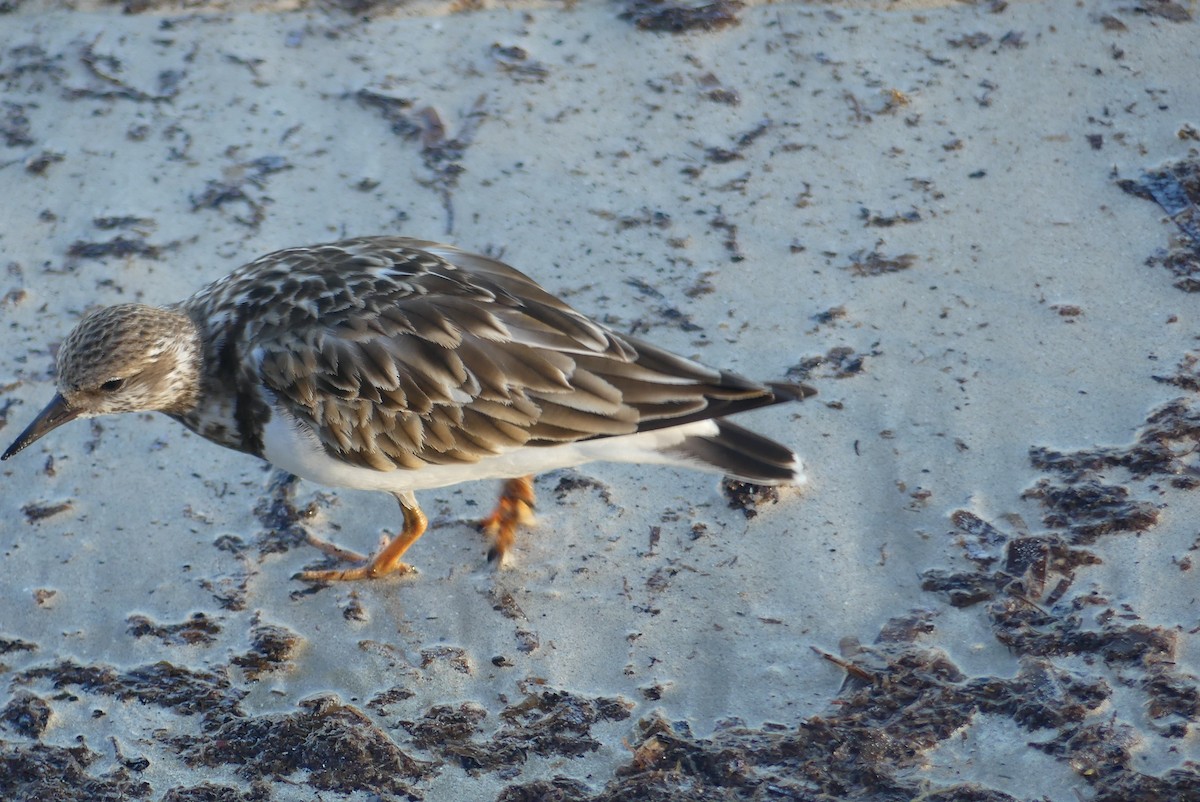 Ruddy Turnstone - Serge Lessard