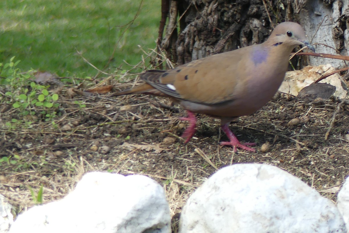 Zenaida Dove - Serge Lessard