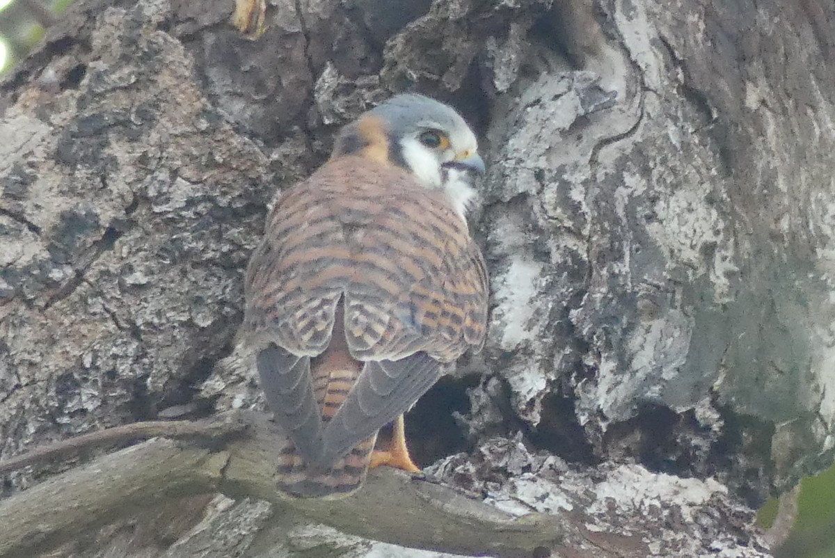 American Kestrel - ML207087761