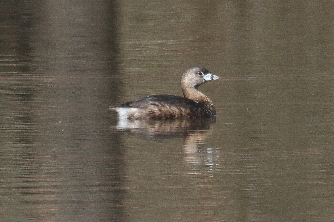 Pied-billed Grebe - ML207087921