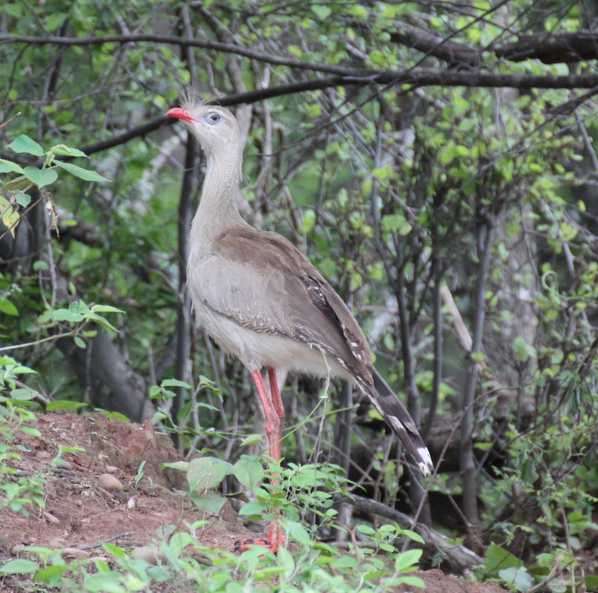 Red-legged Seriema - ML207088691