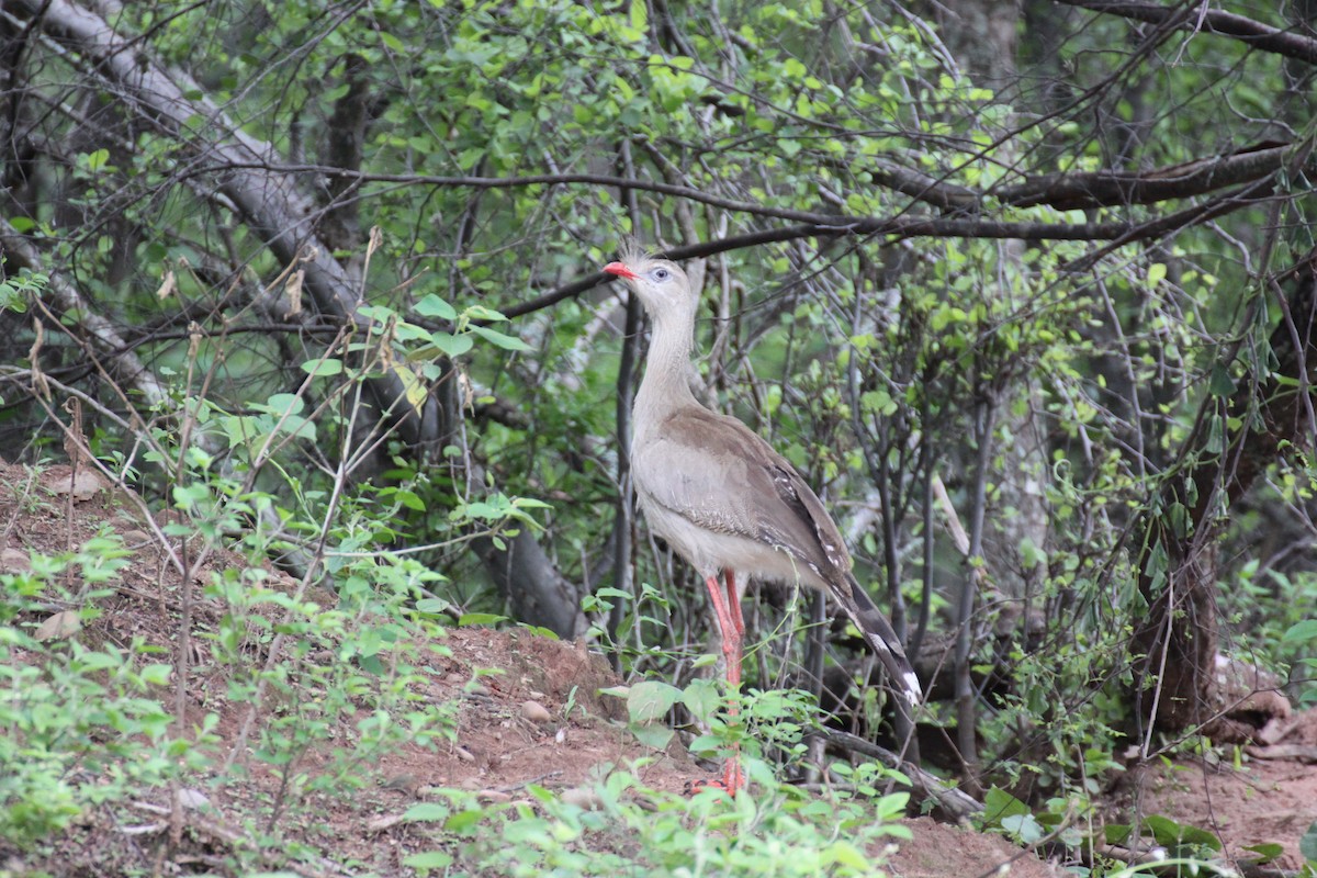 Red-legged Seriema - ML207088711