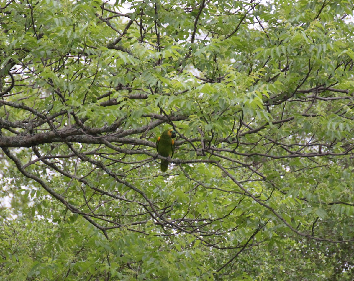 Turquoise-fronted Parrot - ML207089811