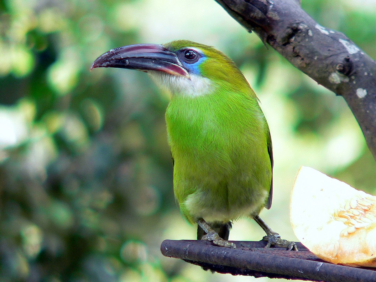 Groove-billed Toucanet - Brian Daniels