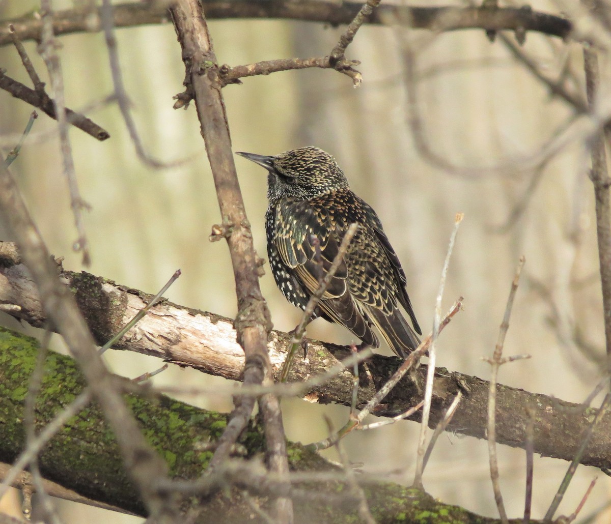 European Starling - ML207090341