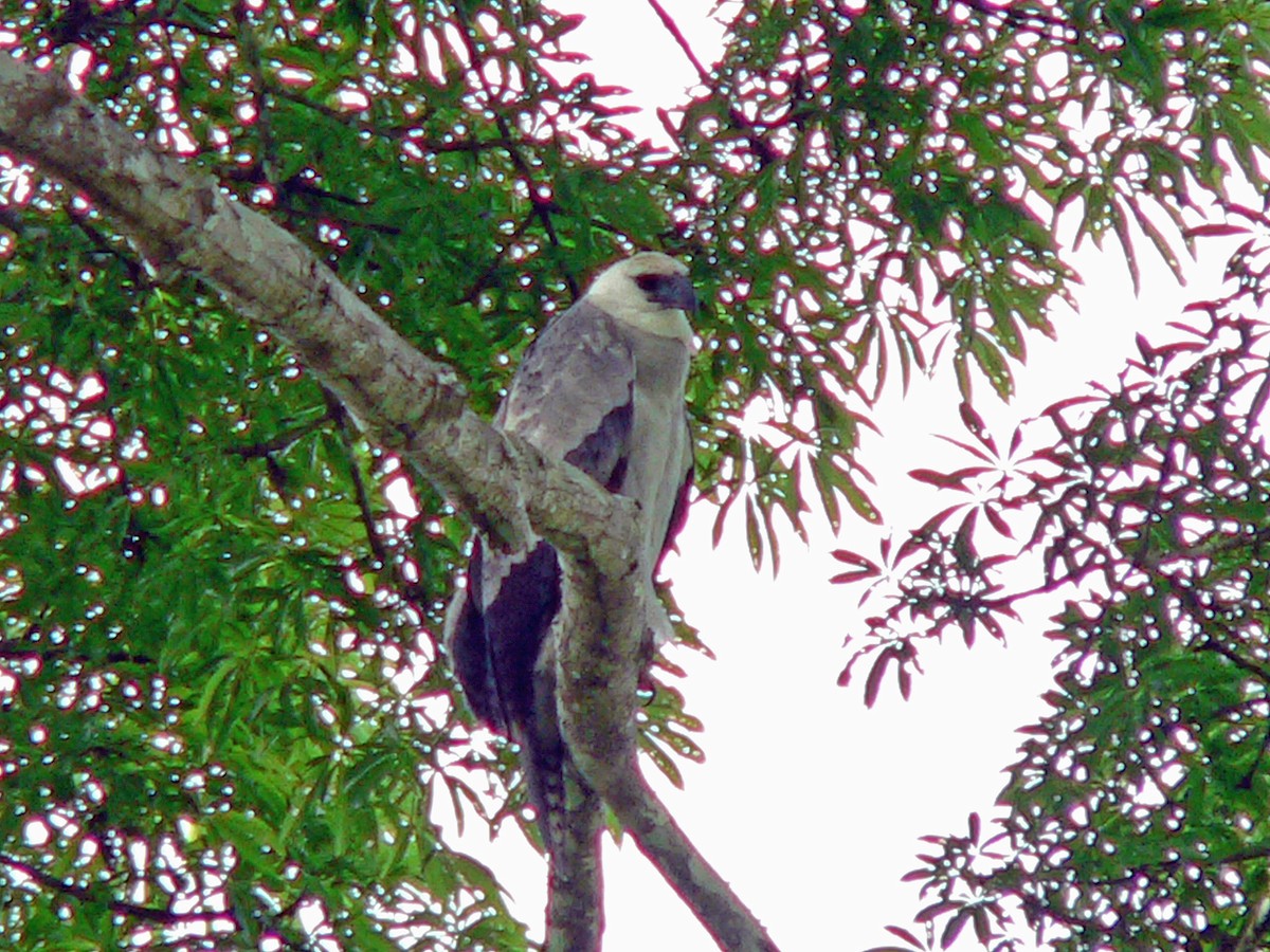 Harpy Eagle - ML207090381