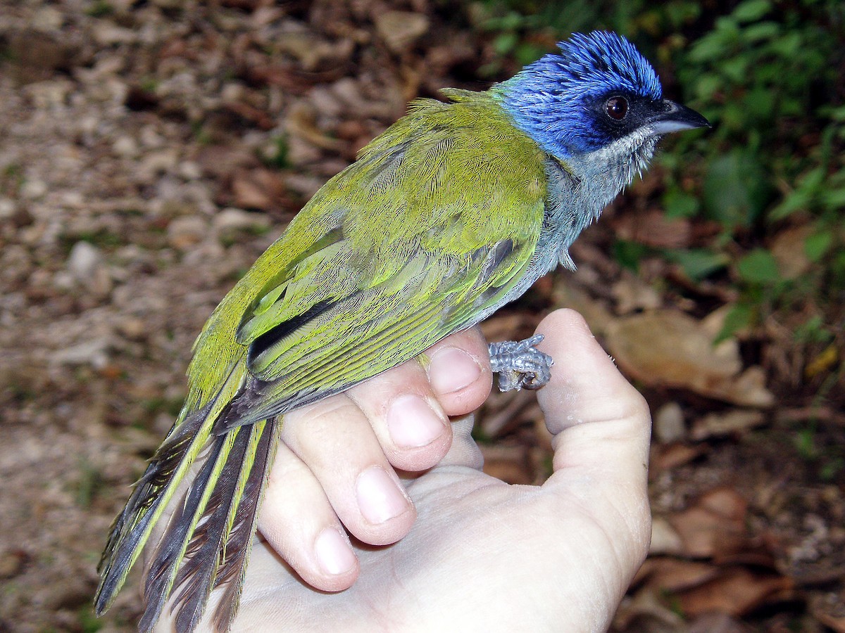 Blue-capped Tanager - ML207091071
