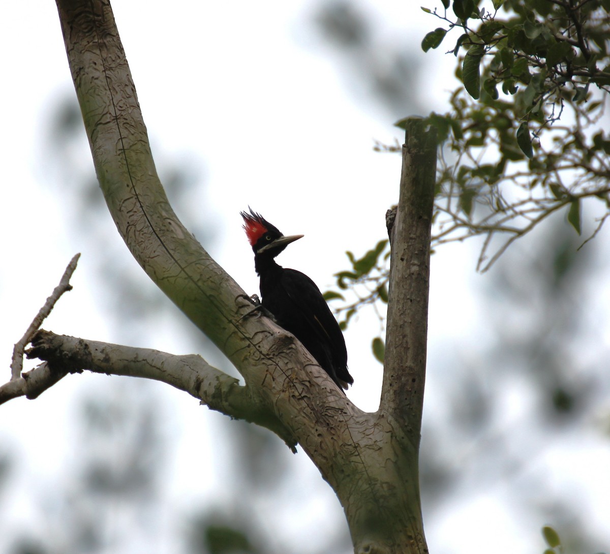 Cream-backed Woodpecker - ML207091401