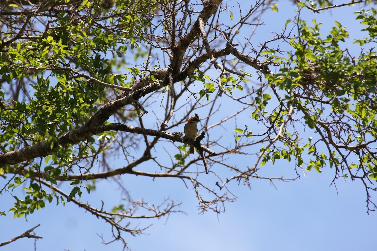 Rufous-collared Sparrow - ML207092371