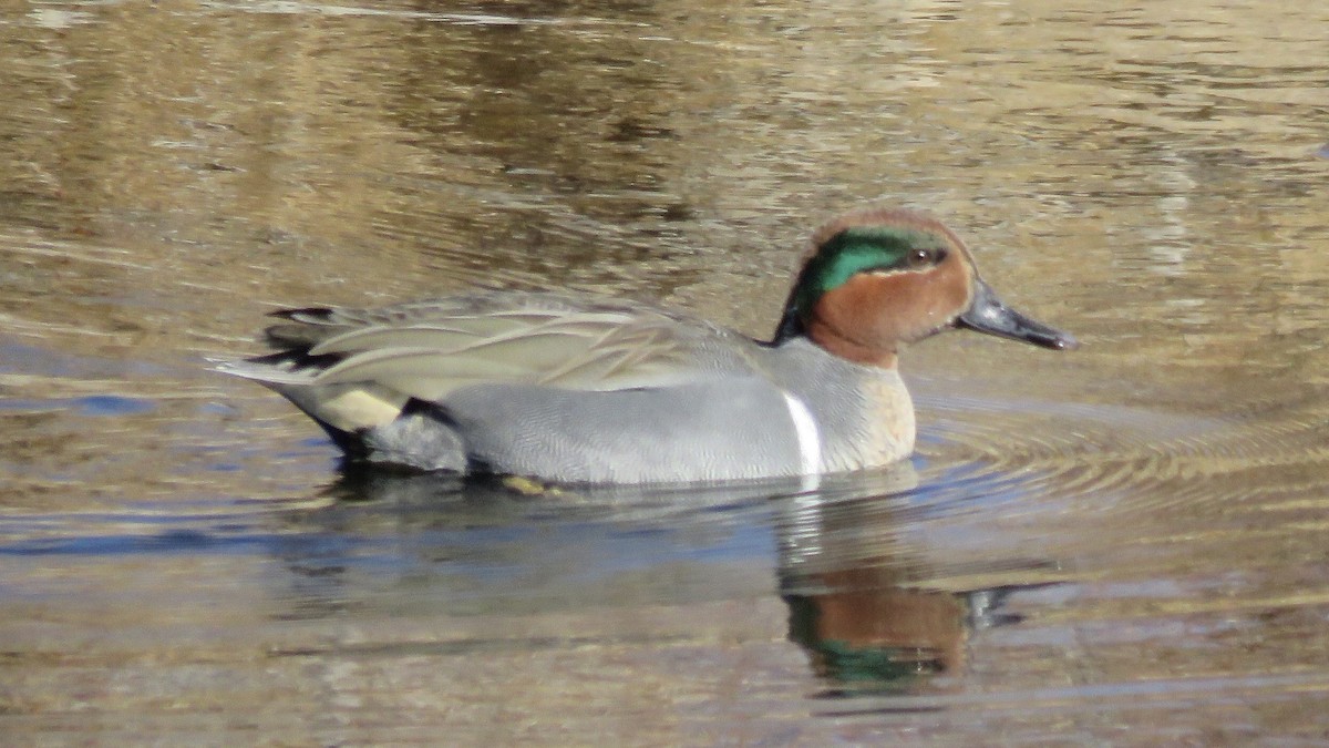 Green-winged Teal - ML207093871