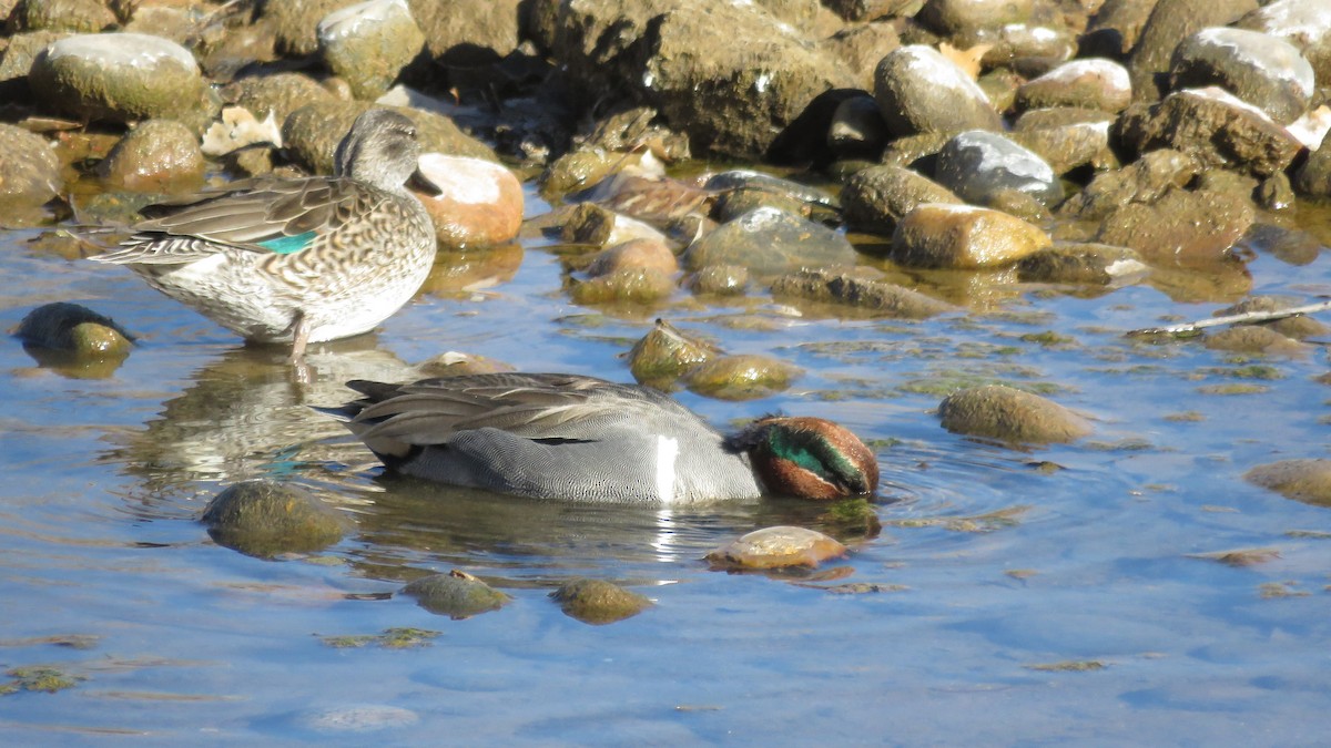 Green-winged Teal - ML207093901