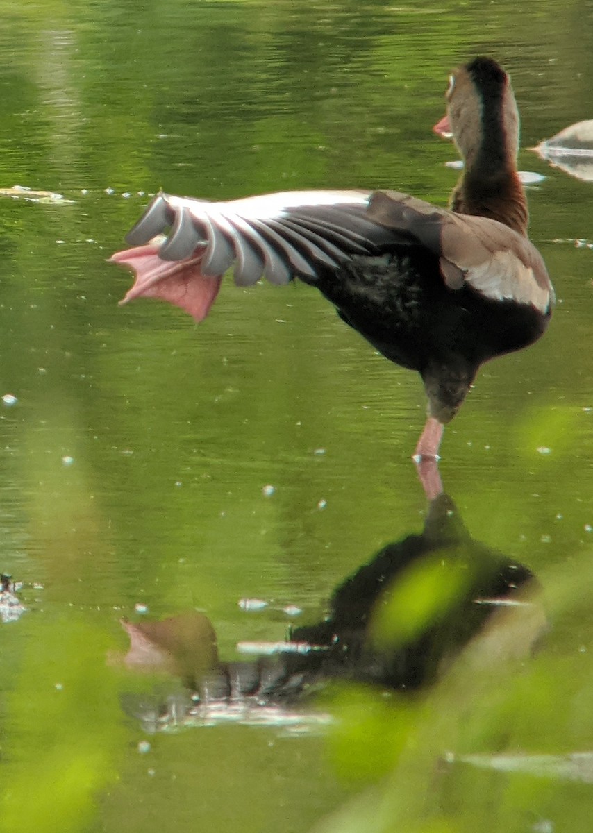 Black-bellied Whistling-Duck (autumnalis) - ML207095141