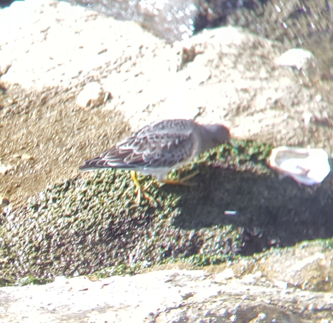 Purple Sandpiper - ML207098901