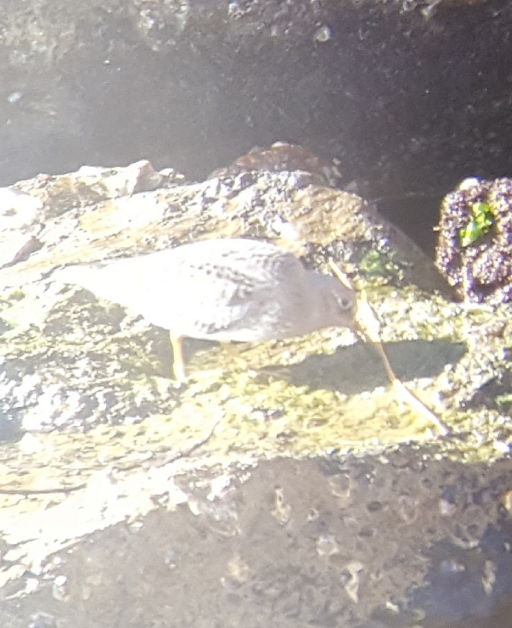 Purple Sandpiper - ML207098911