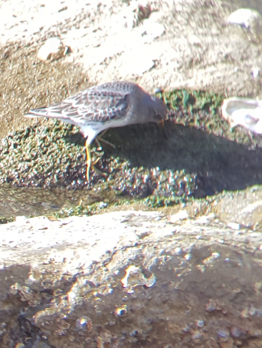 Purple Sandpiper - ML207098941