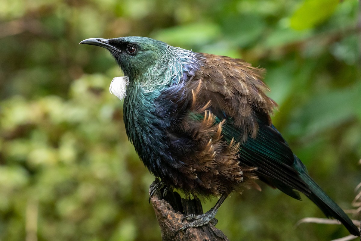 Mielero Tui - ML207099411