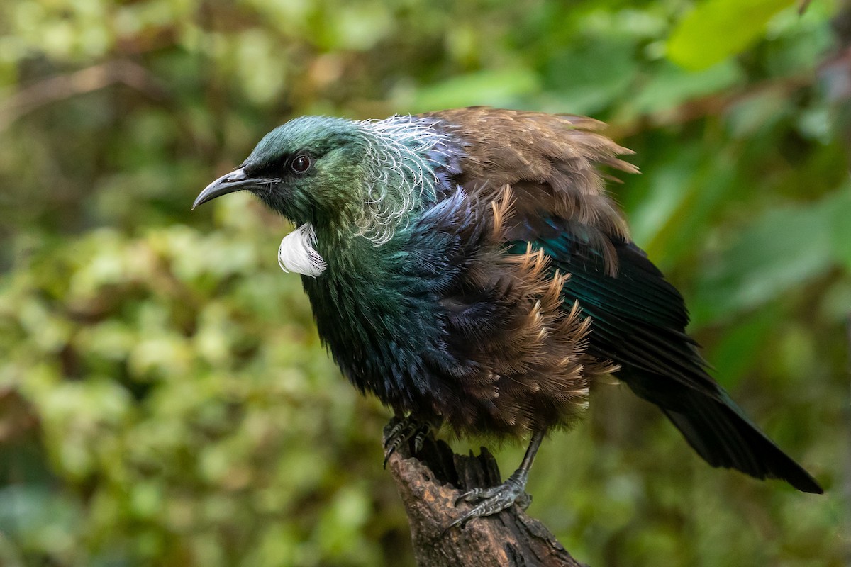 Mielero Tui - ML207099421