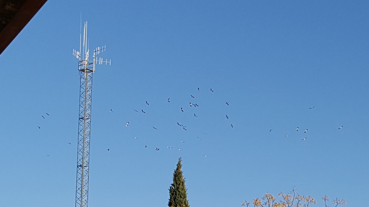 White Stork - ML207101081