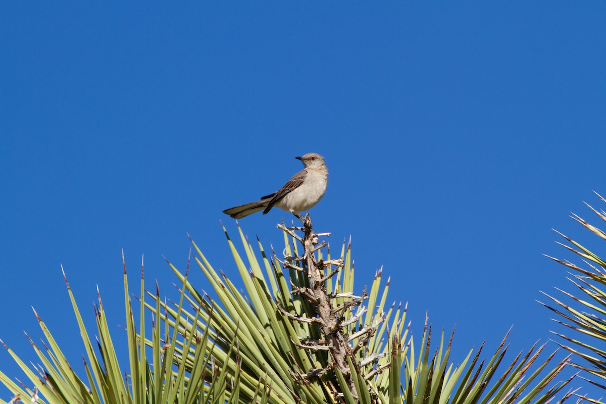 Northern Mockingbird - ML207104561