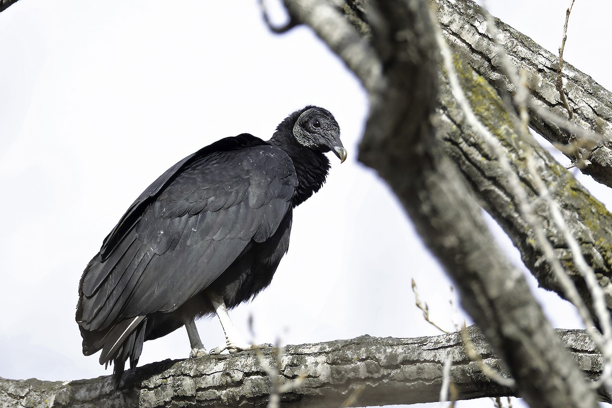 Black Vulture - Doug Hommert