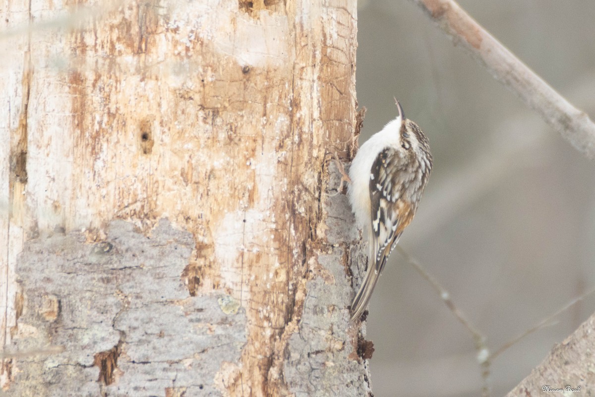 Brown Creeper - ML207108401