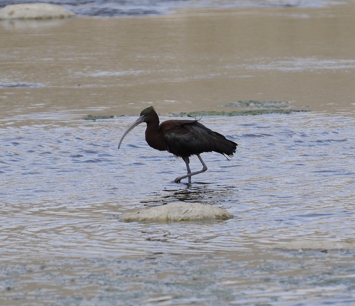 Ibis falcinelle - ML207109591