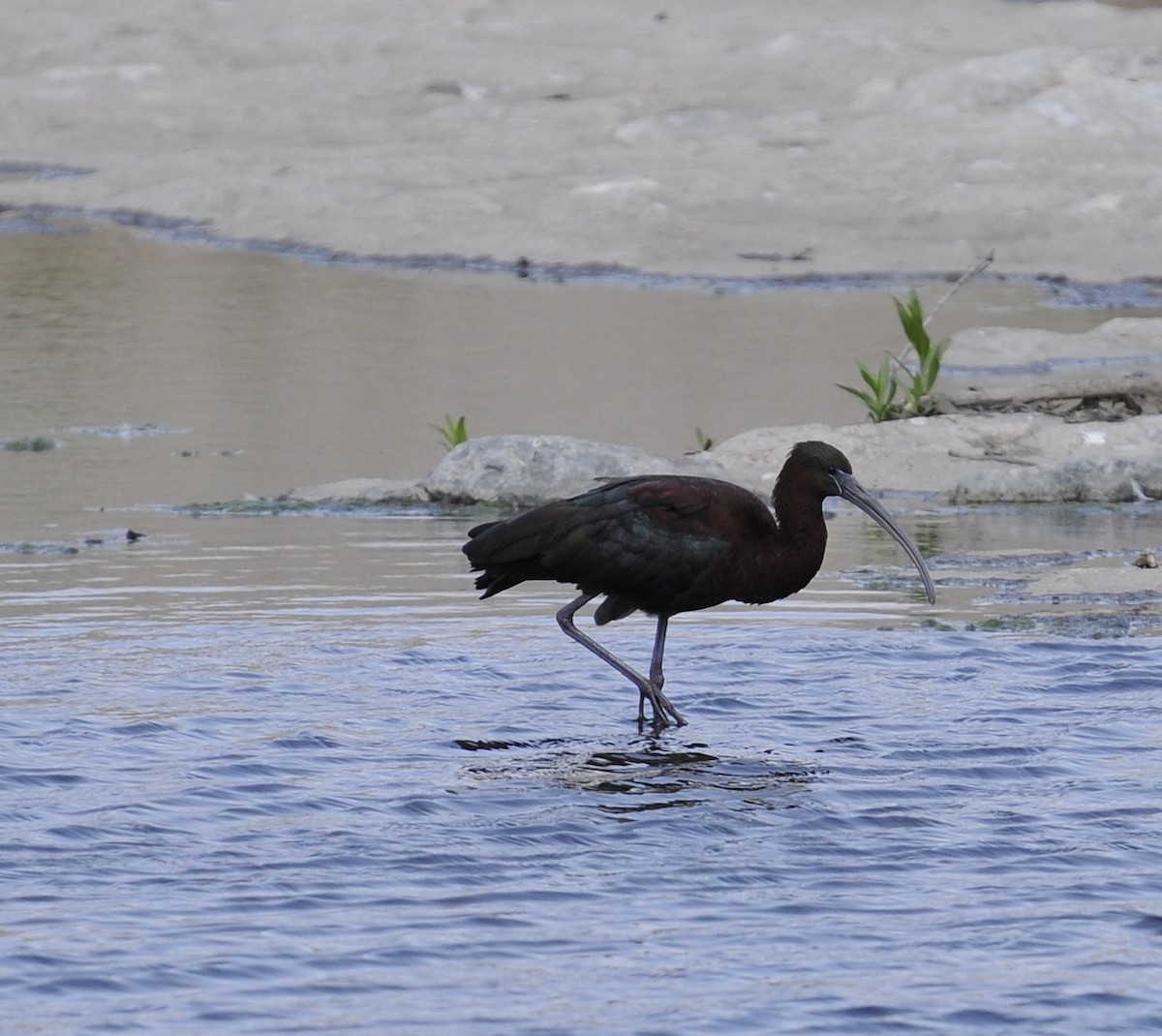 Ibis falcinelle - ML207109601