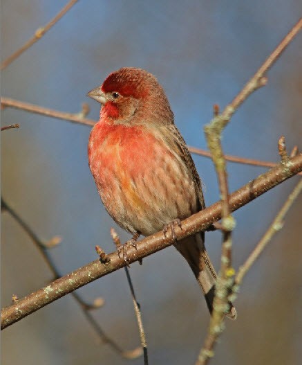 House Finch - ML207110831