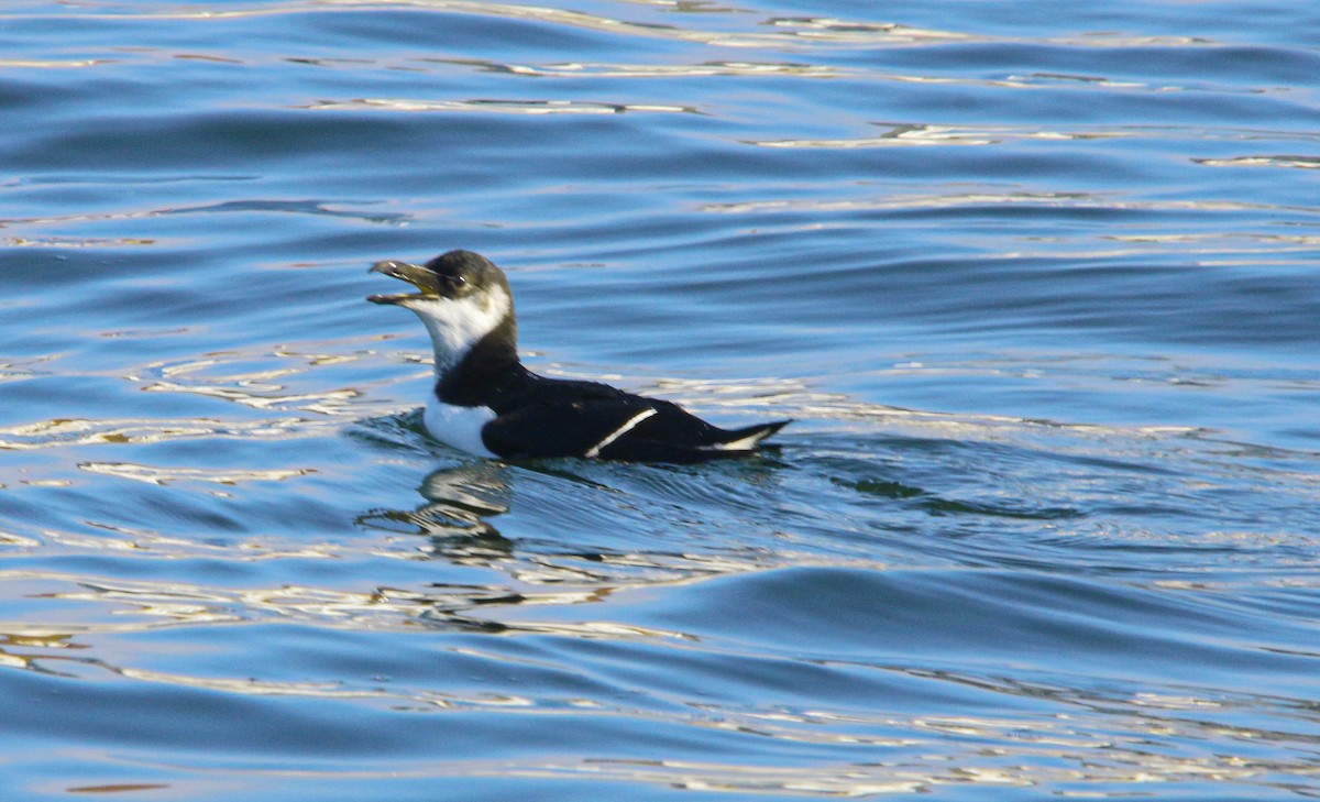 Razorbill - Susan Matson