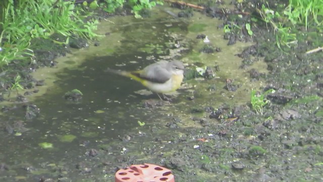 Gray Wagtail - ML207111491