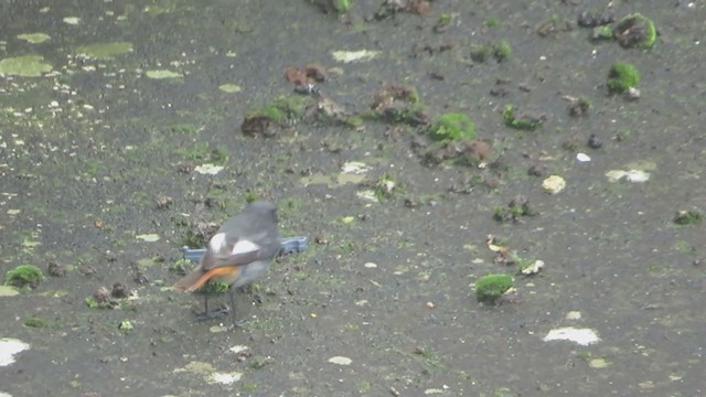 Black Redstart - ML207111661